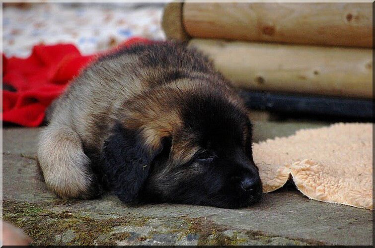 leonberger 022.jpg